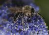 Andrena sp.
